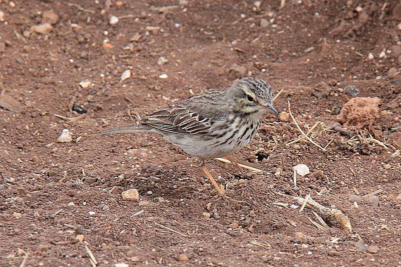 IMG_0256 Berthelot's Pipit.JPG